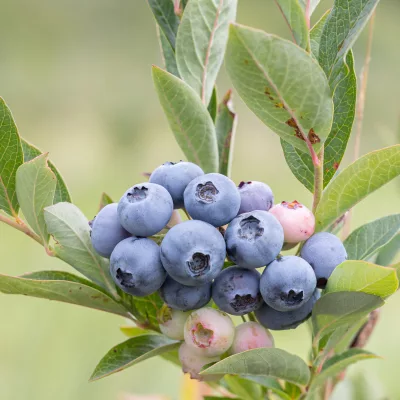 Baies de vaccinium corymbosum Denise Blue