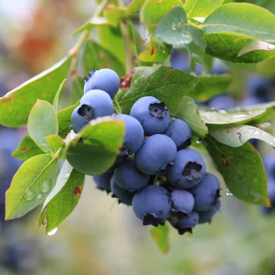 Baies de vaccinium corymbosum Goldtraube 71