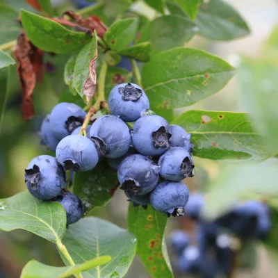 Baies de vaccinium corymbosum Ivanhoe