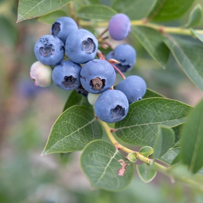 Baies de vaccinium corymbosum Reka