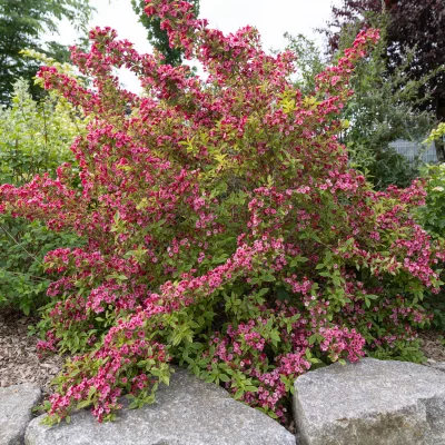 Weigela florida Brigella en fleurs