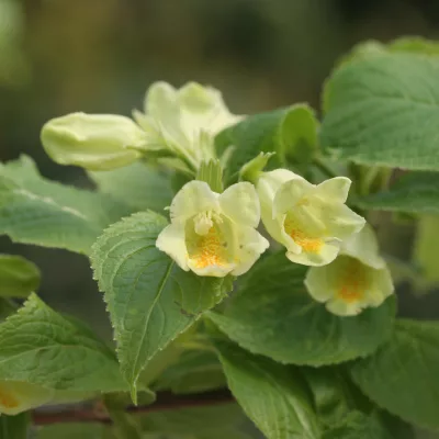 Floraison de weigella middenfofiana