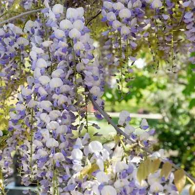 Fleurs bicolore de glycine wisteria multijuga