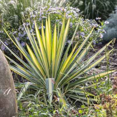Feuillage panaché de yucca filamentosa color guard