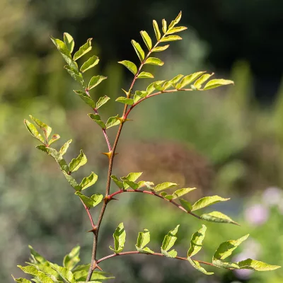 Feuillage de Zanthoxylum bungeanum