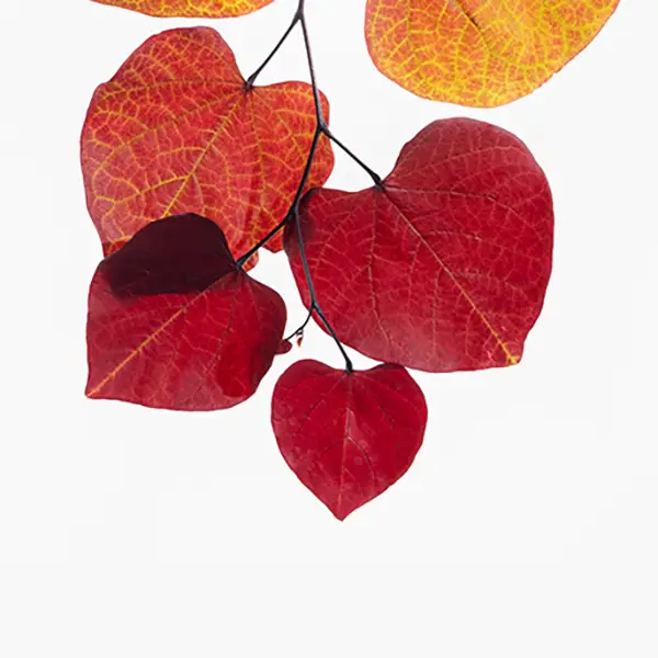 specialité cercis