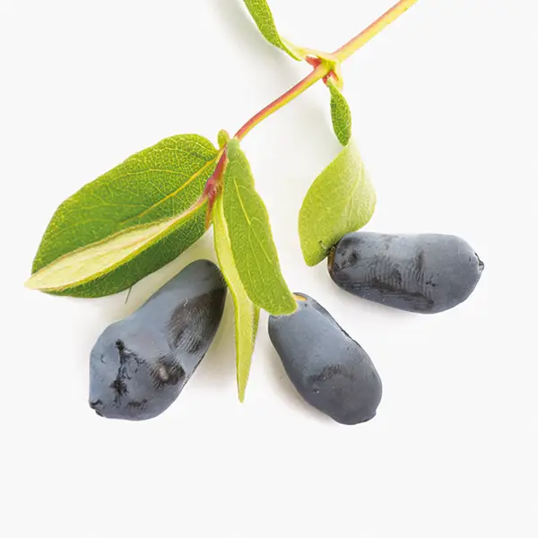 specialité cercis