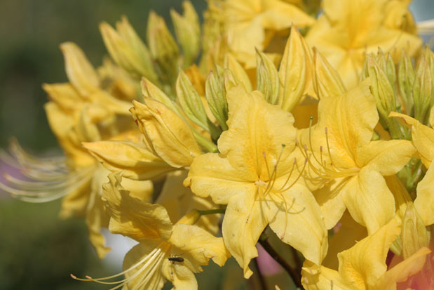 floraison azalée Golden Eagle