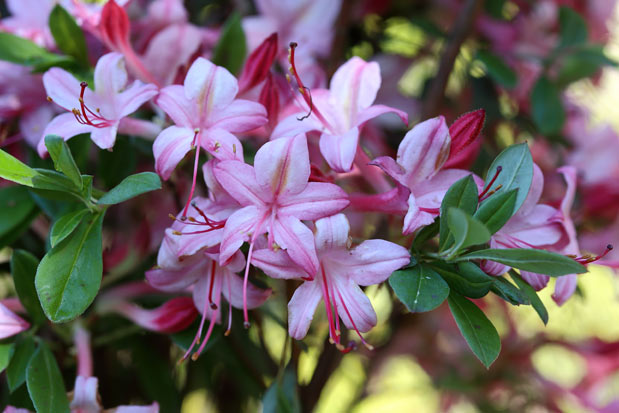 floraison azalée Blue Leaves