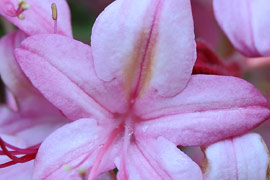 floraison azalée Blue Leaves