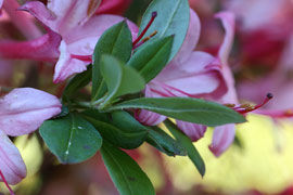 floraison azalee viscosum Blue Leaves