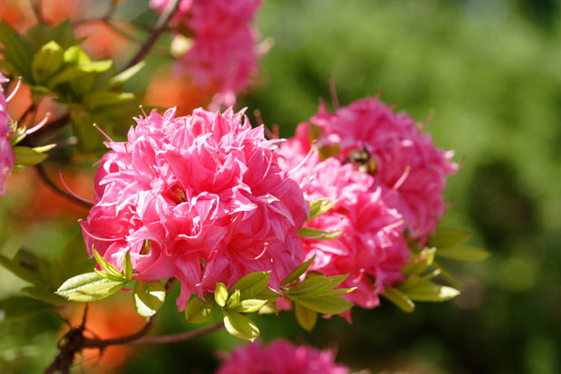 floraison azalée Homebush