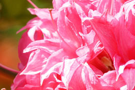 floraison azalée Homebush