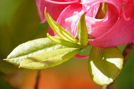 floraison azalee Homebush
