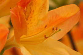 floraison azalée Hortulanus H Witte