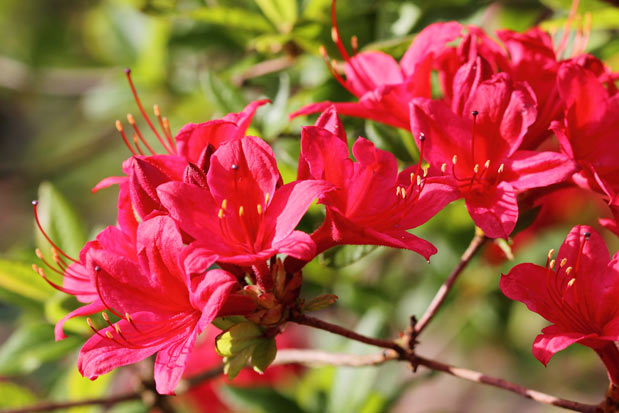 floraison azalée karminduft
