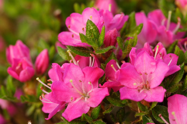 floraison de l'azalée maiogi