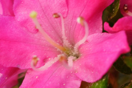 floraison de l'azalée maiogi