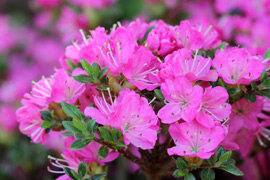 floraison de l'azalée maiogi