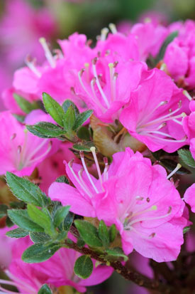 floraison de l'azalée maiogi