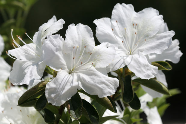 floraison schneesturm