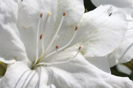 floraison schneesturm