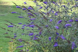 Inflorescence