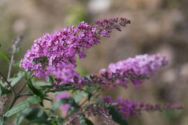 Inflorescence