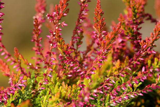 Floraison calluna bonita