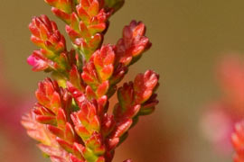 Floraison calluna bonita