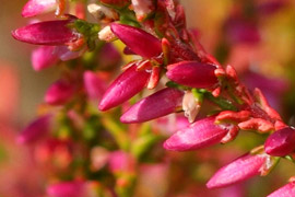 Rameaux de calluna bonita en hiver