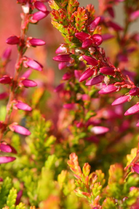 Rameaux de calluna bonita en hiver