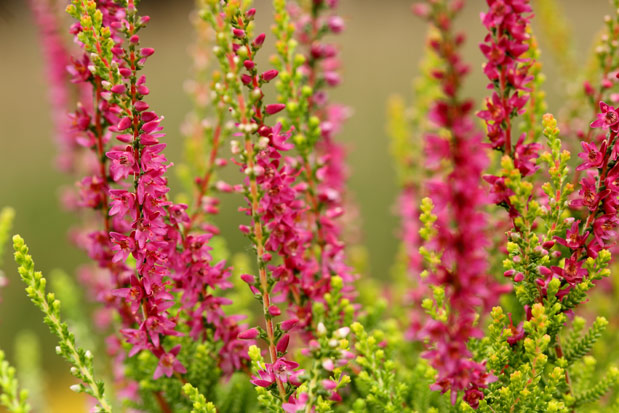 Floraison calluna Con Brio