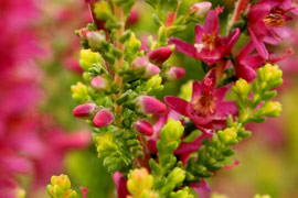 Floraison calluna Con Brio