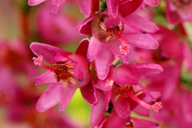 Rameaux de calluna Con Brio en hiver