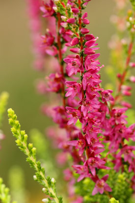 Rameaux de calluna con brio en hiver