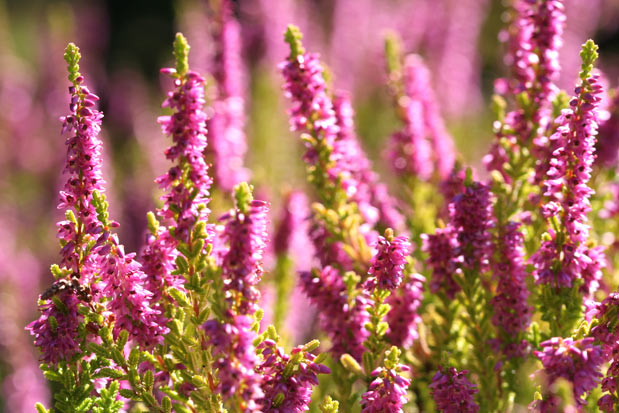 Floraison calluna firefly