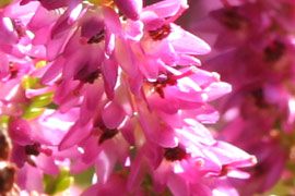 Floraison calluna firefly