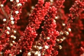 Rameaux de calluna firefly en hiver