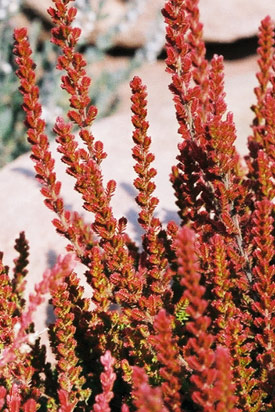 Rameaux de calluna firefly en hiver