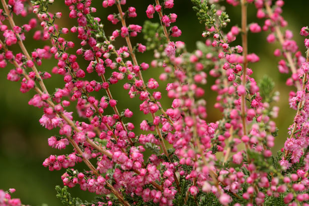 Floraison calluna Jana