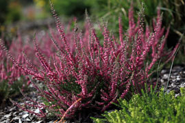 Floraison calluna Jana