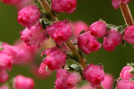 Rameaux de calluna Jana en hiver