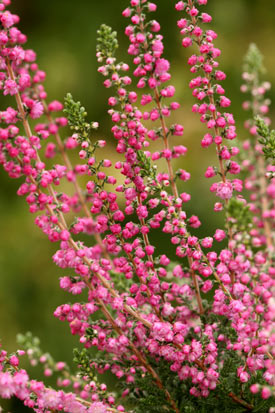 Rameaux de calluna jana en hiver