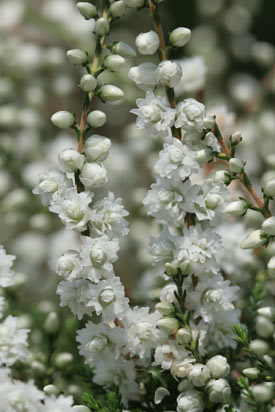 Rameaux de calluna My Dream en hiver