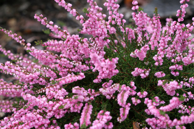 Floraison calluna Red Favorite