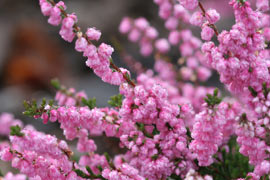 Floraison calluna Red Favorite