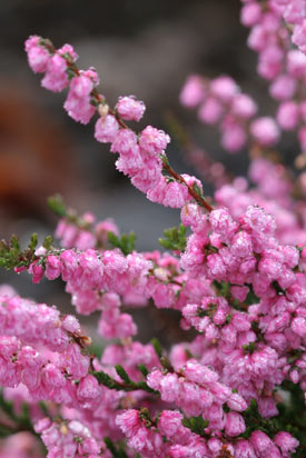 Rameaux de calluna Red Favorite en hiver