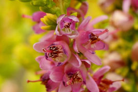 Floraison calluna Sir John Carrington