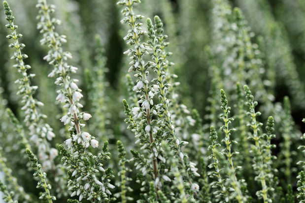 Floraison calluna Velvet Fascination